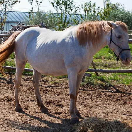 Casa Zafferano 알벤가
