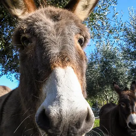 Casa Zafferano * 알벤가