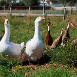 Séjour à la campagne Casa Zafferano