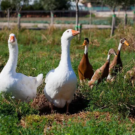 Landhaus Casa Zafferano